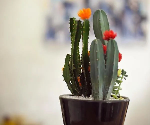 Fioralba Szálloda 2*